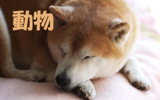 �����J�e�S����