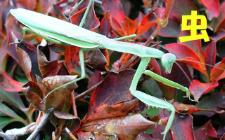 ���J�e�S����