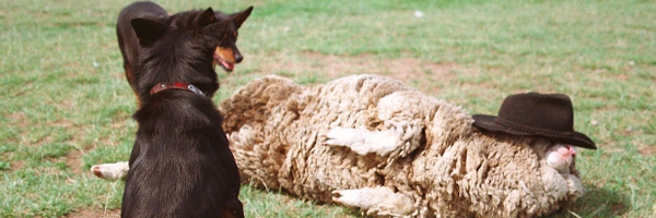 �����J�e�S�����S