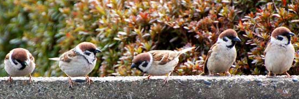 ���J�e�S�����S