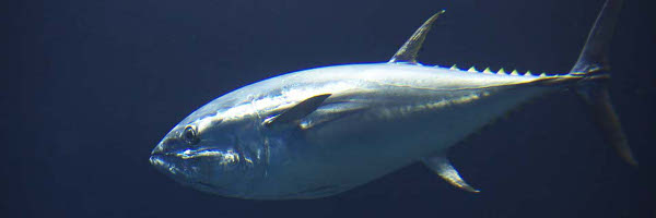 ���J�e�S�����S