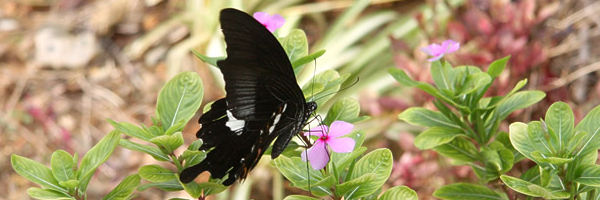 ���J�e�S�����S