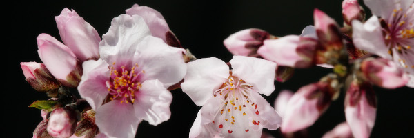 �A���J�e�S�����S