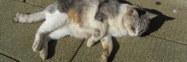 �����ށu�L�v���S