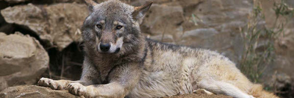 �����ށu�T�v���S