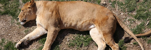 �����ށu���q�v���S