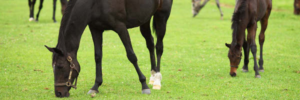 �����ށu�n�v���S