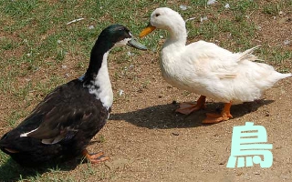 ���J�e�S����