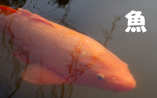 ���J�e�S����