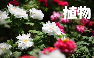 �A���J�e�S����