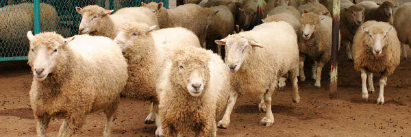 �����ށu�r�v���S