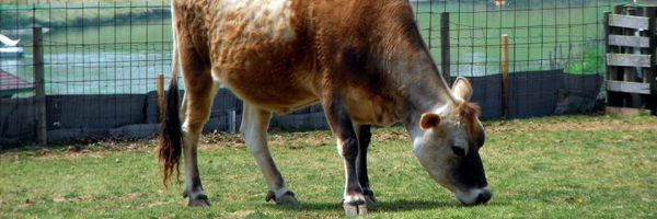 �����ށu���v���S