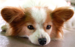 ���̃y�[�W��