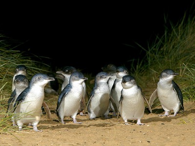 �t�B���b�v��