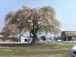 �@�T���̂������