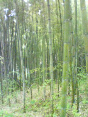 ���O�̒|��