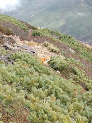 �x�ǖ�x�R�������̃L�^�L�c�l